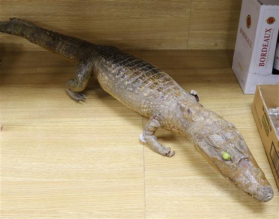 A taxidermy caiman